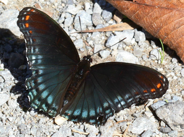 Red-spotted Purple